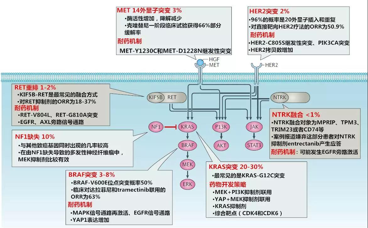 nature review 洞悉非小细胞肺癌的耐药机制—抗癌管家