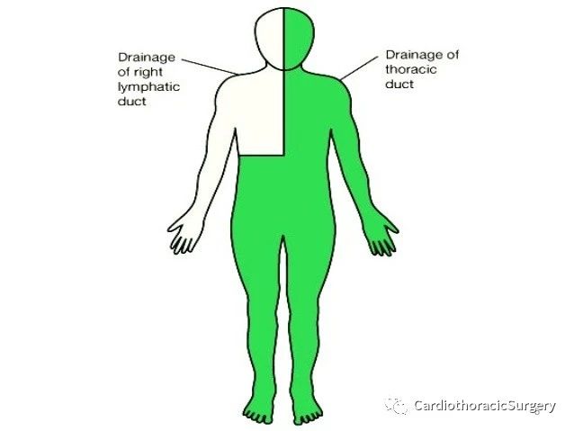 基础课程:胸导管(thoracic duct)