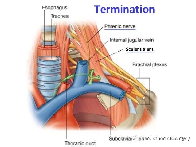 基础课程:胸导管(thoracic duct)