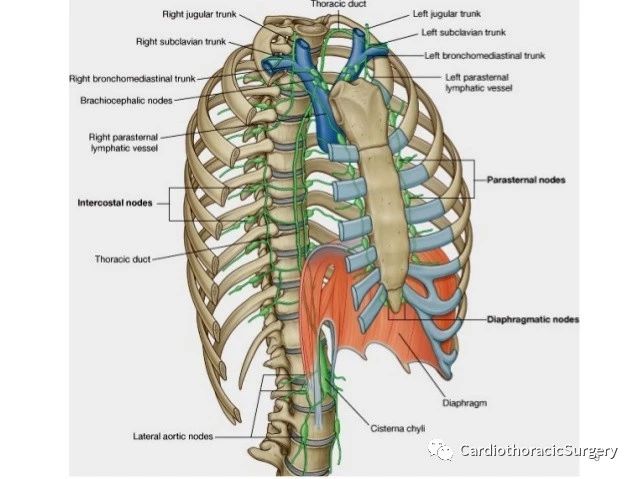 基础课程:胸导管(thoracic duct)