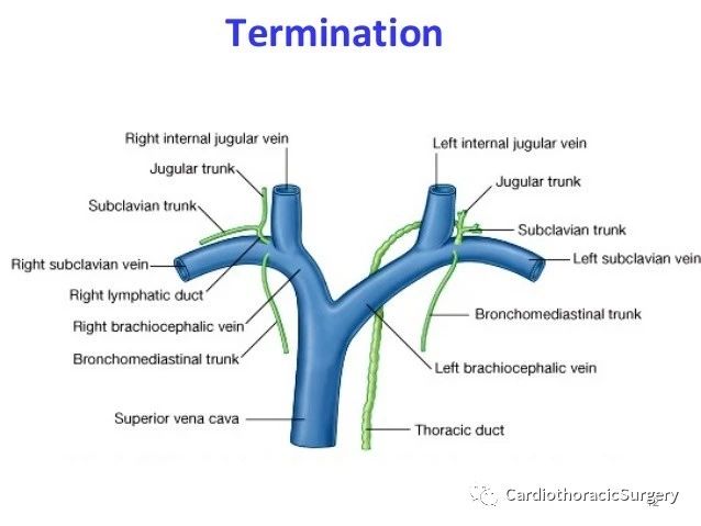 基础课程:胸导管(thoracic duct)