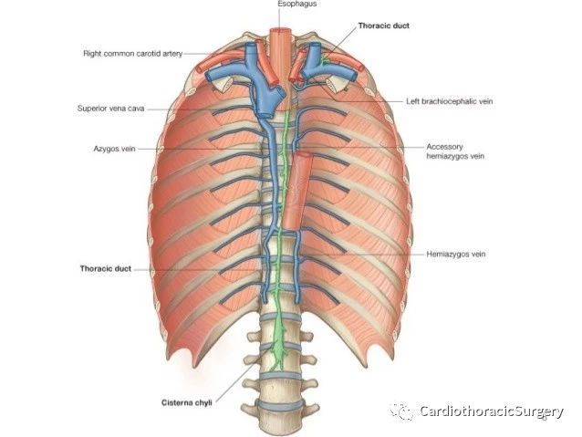 基础课程:胸导管(thoracic duct)