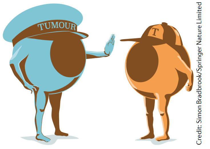 世界各地的研究团队的工作正在揭示功能失调的T细胞状态的分子基础，并打开更有效地逆转它们的大门。这对于免疫检查点阻断和嵌合抗原受体T（CAR-T）细胞疗法等癌症免疫疗法至关重要，这些疗法需要高功能性T细胞才能发挥作用。 血液系统恶性肿瘤中的肿瘤部位显示出招募Treg细胞，并在其肿瘤微环境中使用直接和间接诱导衰老作为免疫抑制的机制。因此，免疫疗法的一个可能目标是抑制肿瘤相关的T细胞衰老以及衰老T细胞功能的恢复。 以下是针对T细胞衰老的修正策略： cAMP水平的调节 cAMP是衰老进程中Treg细胞免疫抑制的关