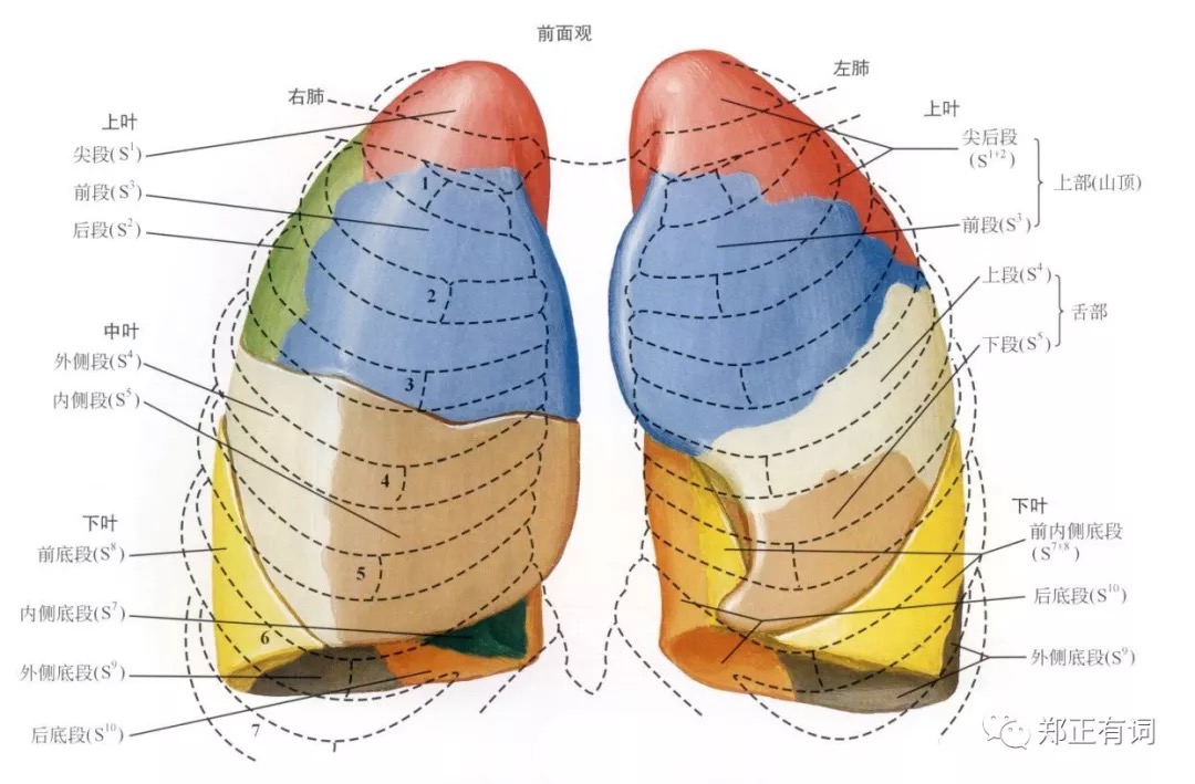 人体有5个肺叶,其中左肺2叶,右肺3叶.