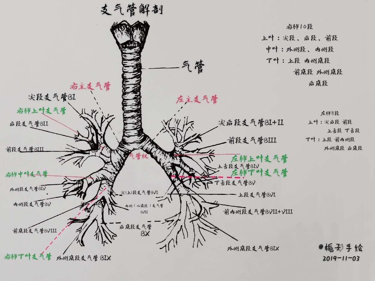 支气管解剖