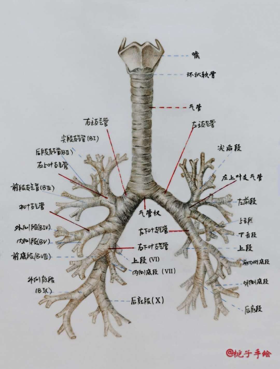 支气管解剖